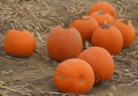 Orange pumpkins on a field