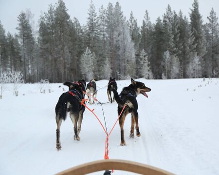 Alaskan husky at Musher Camp in Finnish Laplandの写真素材