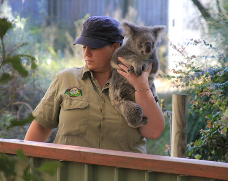 BRISBANE, AUSTRALIA - APRIL 1, 2011: Unidentified koala keeper at the Lone Pine Koala Sanctuary in the Brisbane suburb of Fig Tree Pocket in Queensland, Australiaのeditorial素材