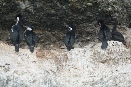 Colony of Neotropic cormorants, Beagle Channel, Patagoniaの写真素材