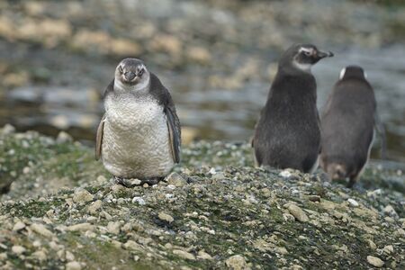 Magellanic Penguins at Tuckers Islets, Chilean Patagoniaの写真素材