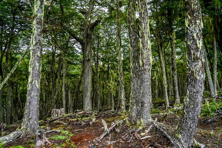 Patagonian forest near Lake Fangano in Tierra del Fuego, Argentinaの写真素材