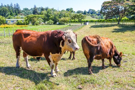 A brown and white hereford cows grazing on pasture in New Zealandの写真素材