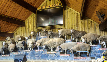 ROTORUA, NEW ZEALAND - FEBRUARY 3, 2019: Sheep shearing demonstration show at Agrodome in Rotorua. The Agrodome in Rotorua is a major tourist attraction in New Zealandのeditorial素材