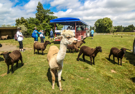 ROTORUA, NEW ZEALAND - FEBRUARY 3, 2019: Agrodome Farm Tour in Rotorua. The Agrodome in Rotorua is a major tourist attraction in New Zealandのeditorial素材