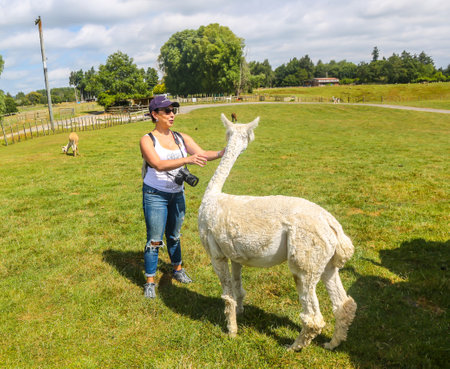 ROTORUA, NEW ZEALAND - FEBRUARY 3, 2019: Agrodome Farm Tour in Rotorua. The Agrodome in Rotorua is a major tourist attraction in New Zealandのeditorial素材