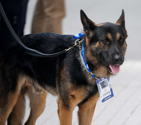 NEW YORK - AUGUST 27, 2019: NYPD transit bureau K-9 dog provides security at National Tennis Center during 2019 US Open in New Yorkのeditorial素材
