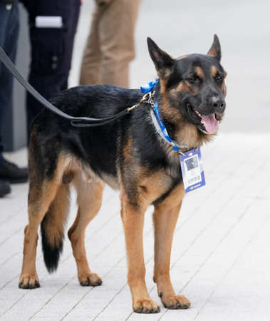 NEW YORK - AUGUST 27, 2019: NYPD transit bureau K-9 dog provides security at National Tennis Center during 2019 US Open in New Yorkのeditorial素材
