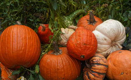 Multicolored pumpkins on a fieldの写真素材