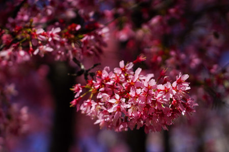 Japanese cherry blossom in New Yorkの写真素材