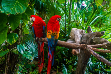 Colorful scarlet macaw sitting on a branch in Mexicoの写真素材