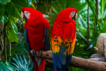 Colorful scarlet macaw sitting on a branch in Mexicoの写真素材