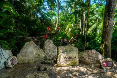 PLAYA DEL CARMEN, MEXICO - JULY 6, 2021: Colorful scarlet macaw sitting on a branch in Xcaret Eco...