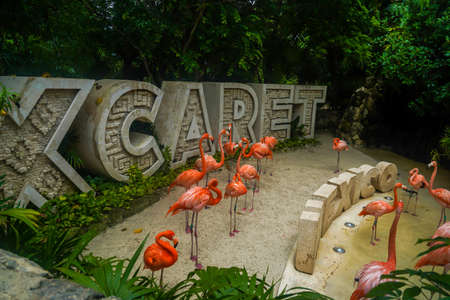 PLAYA DEL CARMEN, MEXICO - JULY 6, 2021: Caribbean Flamingos in Xcaret Eco Theme Park in Playa del Carmen, Mexicoのeditorial素材