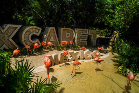 PLAYA DEL CARMEN, MEXICO - JULY 6, 2021: Caribbean Flamingos in Xcaret Eco Theme Park in Playa del Carmen, Mexicoのeditorial素材