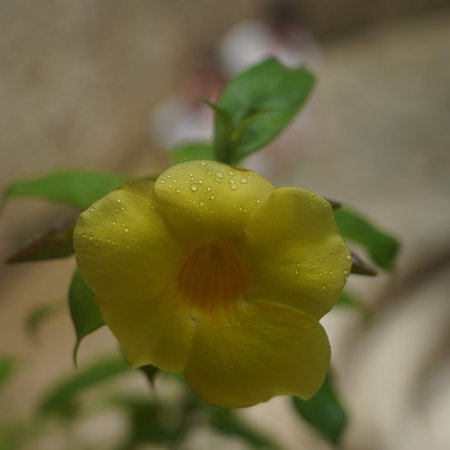 Mexican tropical flower Allamanda Cathartica