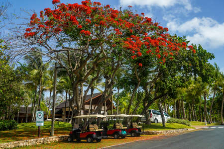 LA ROMANA, DOMINICAN REPUBLIC - JUNE 10, 2021:Golf carts at the  famous Teeth of the Dog Golf Course of Casa de Campo design by Pete Dye.のeditorial素材