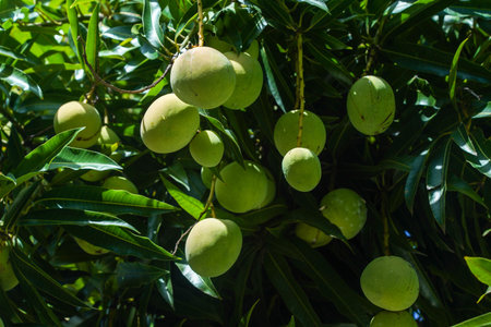 Ripe mango fruit on a mango tree in Dominican Republic