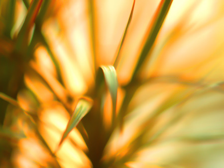 Beautiful bokeh flower. Abstract Background bokeh effect with defocused lights. Abstract flower background, defocused flowers in motion with space for text.の写真素材