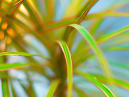 Beautiful bokeh flower. Abstract Background bokeh effect with defocused lights. Abstract flower background, defocused flowers in motion with space for text.の写真素材