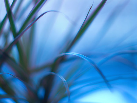 Beautiful bokeh flower. Abstract Background bokeh effect with defocused lights. Abstract flower background, defocused flowers in motion with space for text.の写真素材