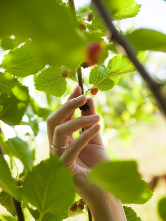 Young girl eats ripe berries with a large tree.の写真素材