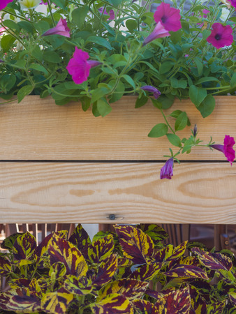 Textured Board with flowers top and bottom.の写真素材