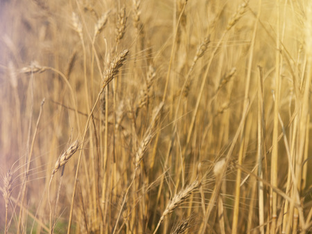 Large ears of wheat ripen on the farmer's field.の写真素材