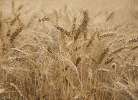 Ears of ripe wheat ripen in a large field.の写真素材