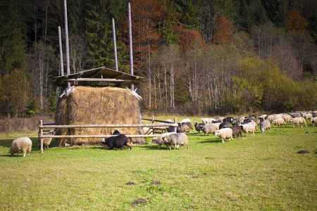 A flock of sheep walking around the paddock.の写真素材