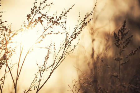 Dry brown grass and a blurred background.の写真素材