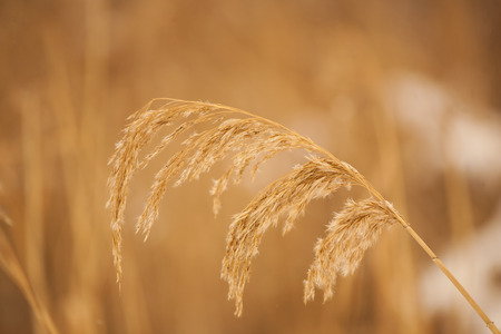 Branch of dry plant with the shoots.の写真素材