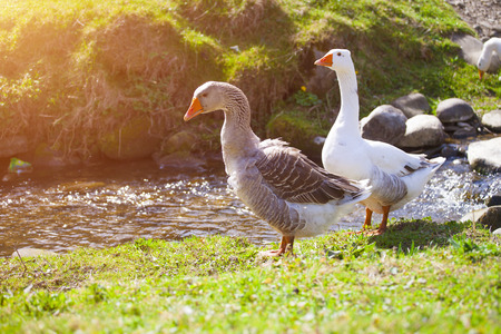 Geese grazing on pasture near the water on a Sunny day.の写真素材