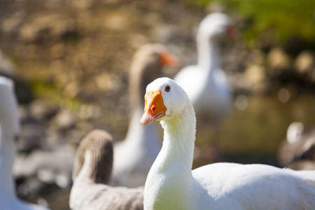 Geese grazing on pasture near the water on a Sunny day.の写真素材