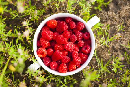 Plate with ripe raspberries standing on the grass after harvest.の写真素材