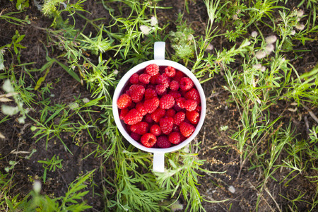 Plate with ripe raspberries standing on the grass after harvest.の写真素材