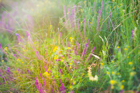 A field of wild flowers against the setting sun.の写真素材