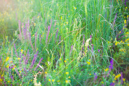 A field of wild flowers against the setting sun.の写真素材
