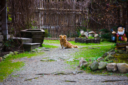 Little dog sitting in the yard, the yard with wooden houses.の写真素材