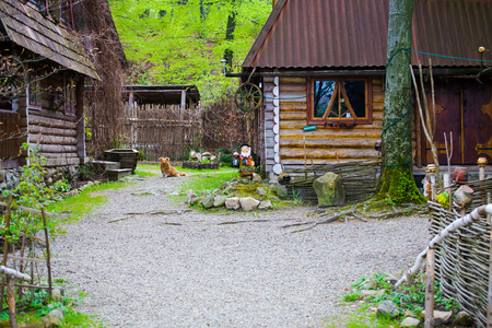 Little dog sitting in the yard, the yard with wooden houses.の写真素材