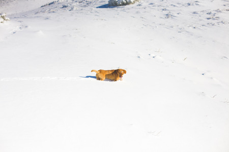 the dog is in deep snow in the mountains, little dog for a walk.の写真素材