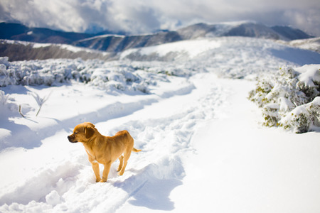 the dog is in deep snow in the mountains, little dog for a walk.の写真素材
