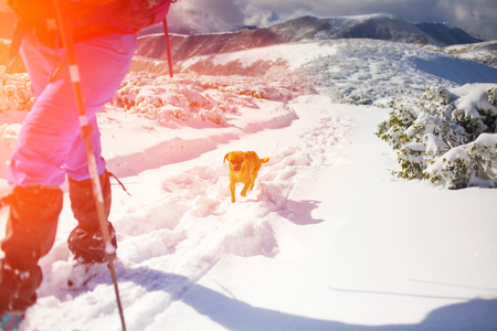 girl with dog walking on the trail in the mountains, winter in the mountains.の写真素材