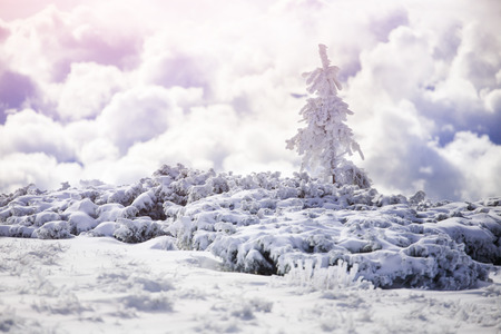 Spruce in the winter mountains on the background of beautiful clouds, snow-covered fir tree and bushes on a background of the beautiful sky and clouds.の写真素材