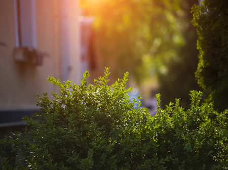 shrub with small green leaves in late afternoon sunlight.の写真素材