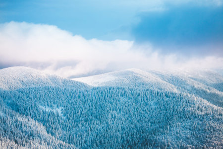 Forest in the mountains in winter. Beautiful fir forest. Mountain landscape. Snow-covered coniferous trees.の写真素材