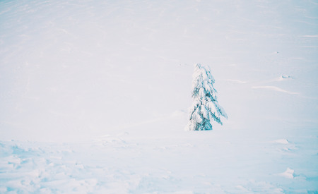 Lone snow-covered fir-tree on the background of winter mountains. Winter landscape.の写真素材
