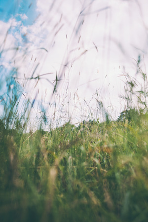 Field grass against the sky with cloud. The grass hammers in the meadow. Wild herbs close up.の写真素材