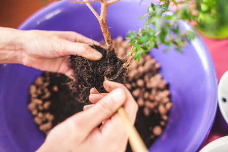 A woman plants a houseplant in a pot. Young bonsai tree. Replanting a flower in a new pot. The girl puts her hands on the ground.の写真素材