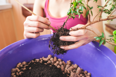 A woman plants a houseplant in a pot. Young bonsai tree. Replanting a flower in a new pot. The girl puts her hands on the ground.の写真素材